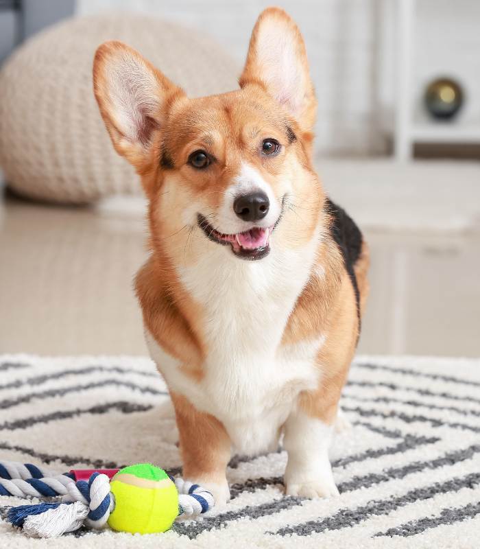 Common Pet Emergencies