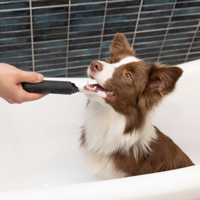 Complete Pet Dental Care