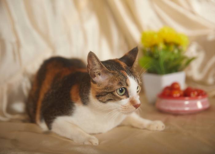 Hill Country’s Pets