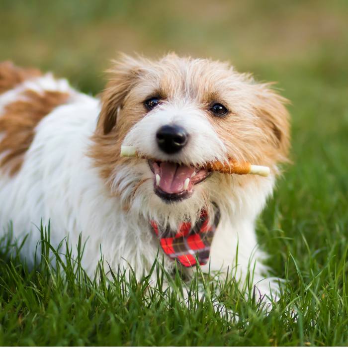 Pet Dental Care Matters