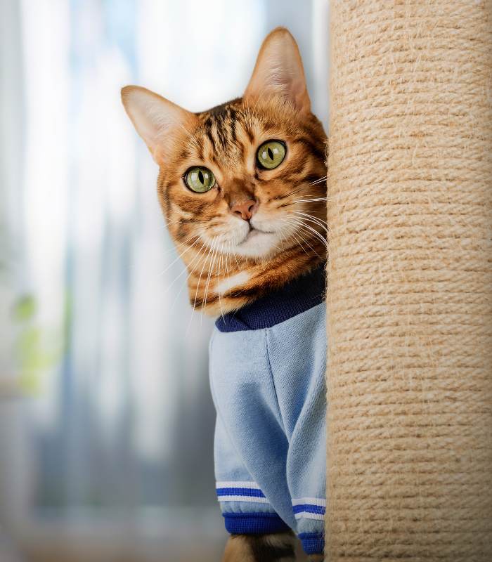 Pet Illness Care