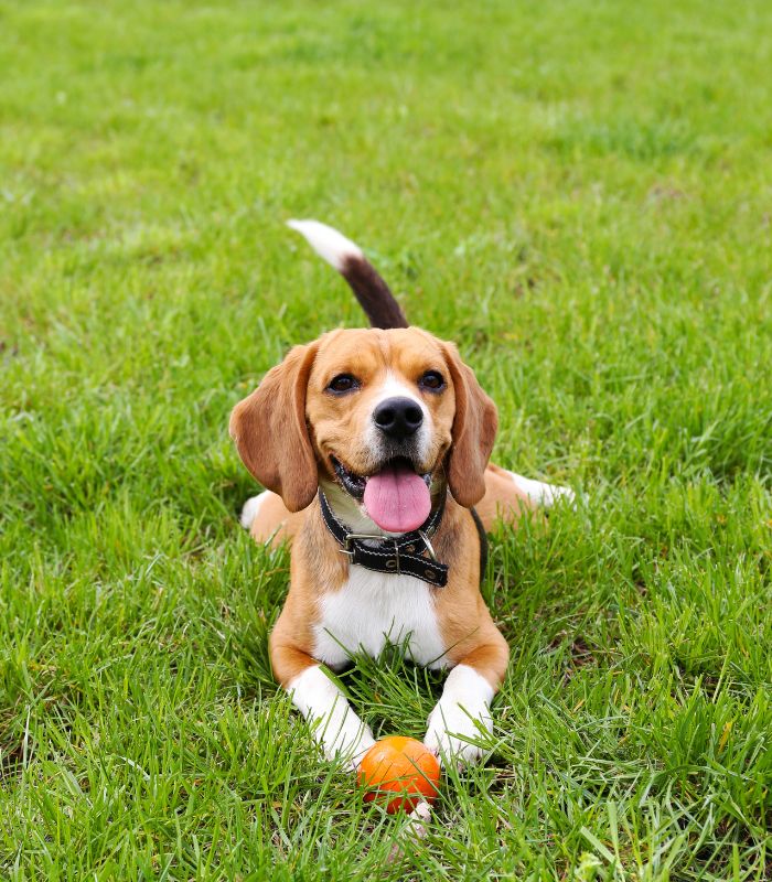 Pet Wellness Exam