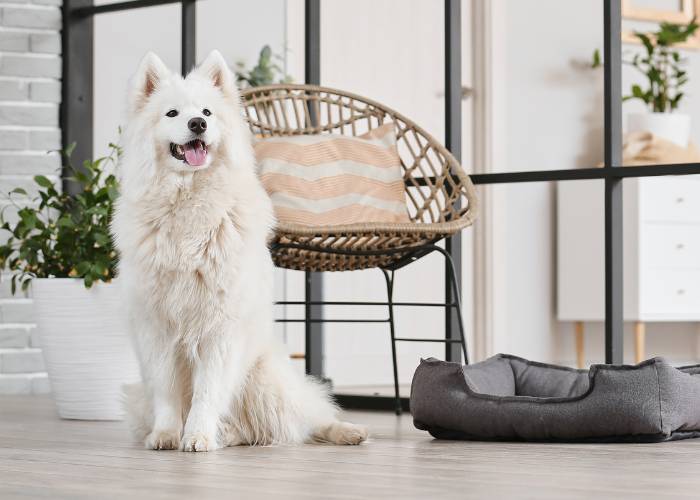 Pet Examinations