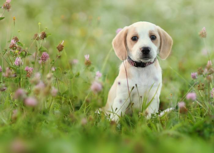 Pet stress-free care