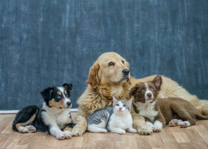 Planning Your Pet’s Stay