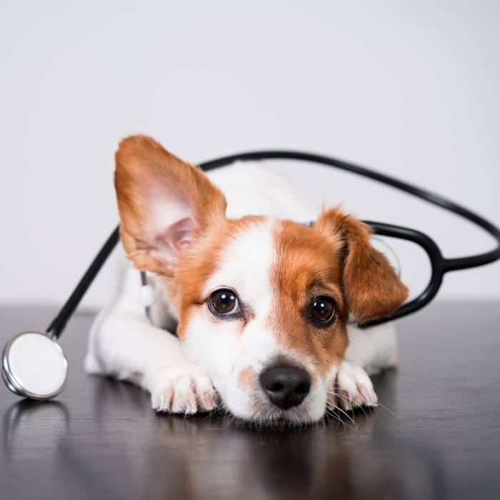 X-Rays and Ultrasound for Pets