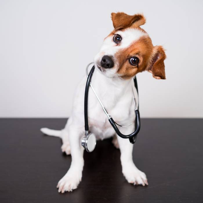 Your-Pet-need-help