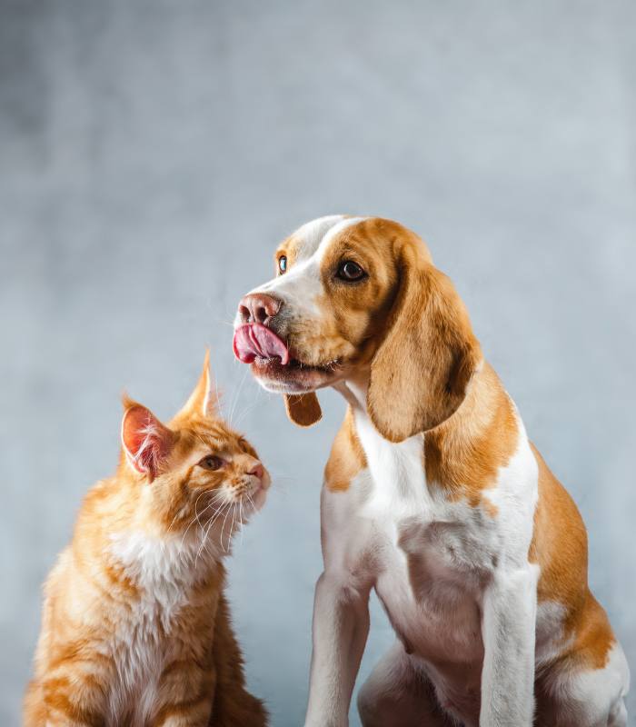 dog and cat spay/neuter