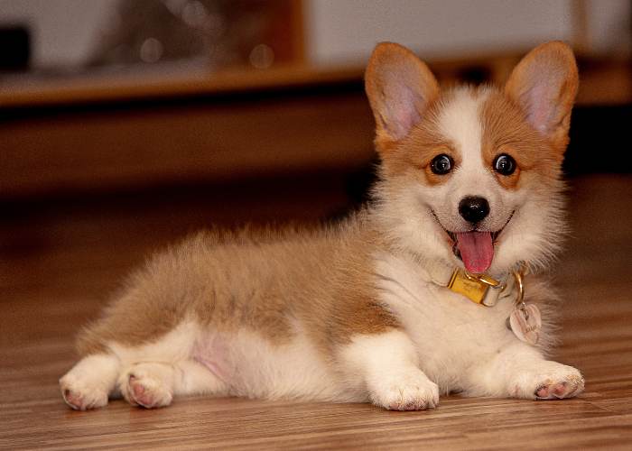 pets who require a little extra care