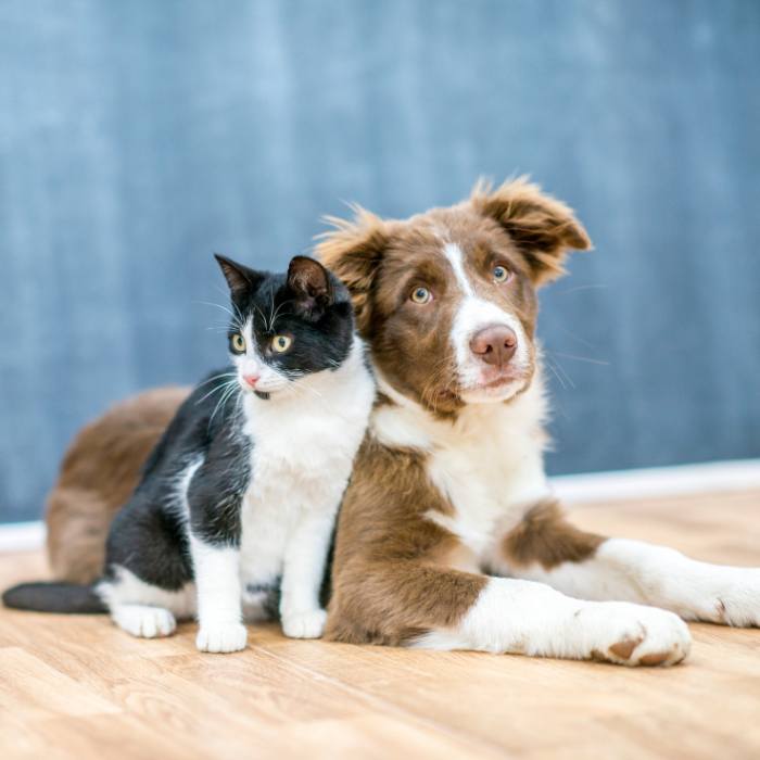 playful puppies and curious kittens