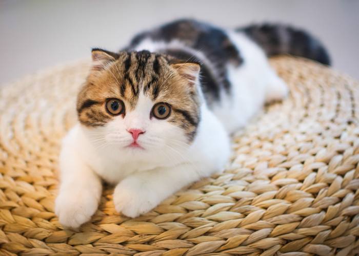 surgery for your pet