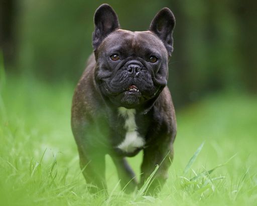 A little tan dog running outside