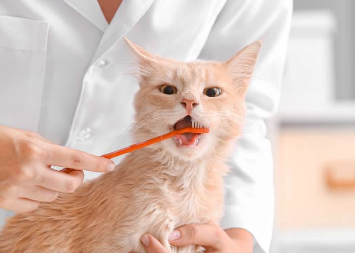 your pet may need a dental exam