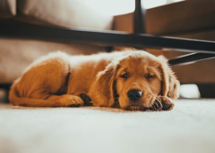 your pet’s health is always worth it