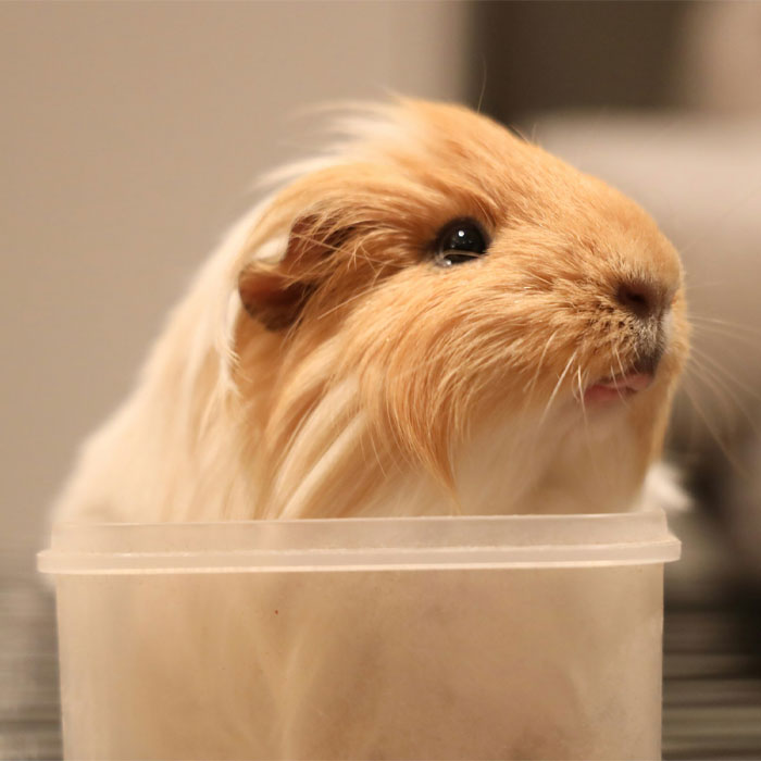 Guinea pigs