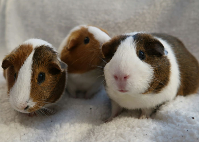 A group of cute Hamsters.