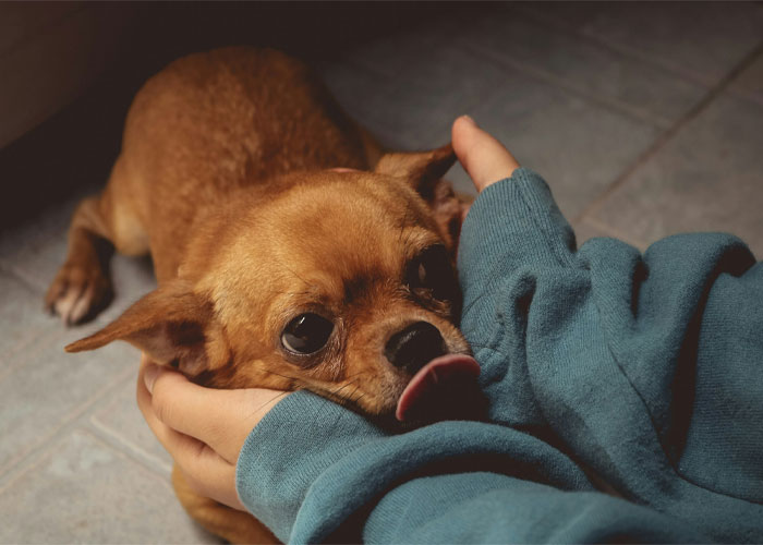 A small brown dog being hold by its owner
