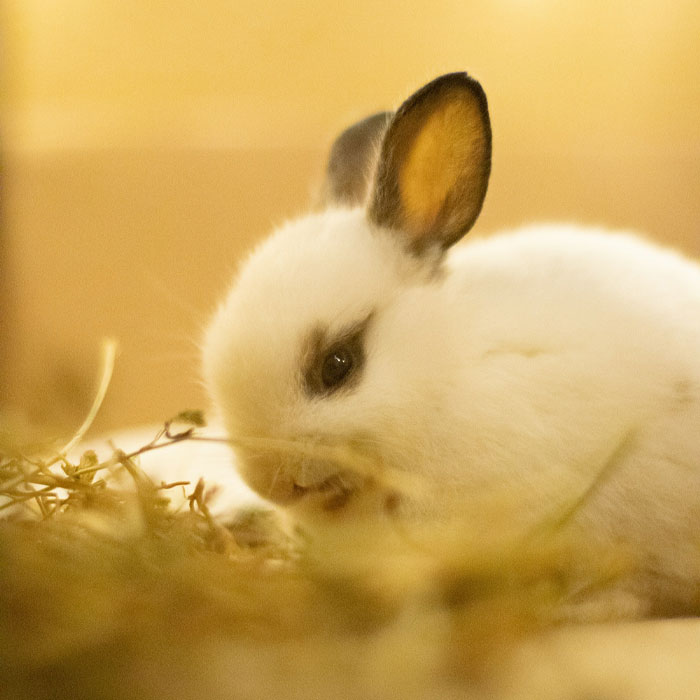 A small cute white bunny