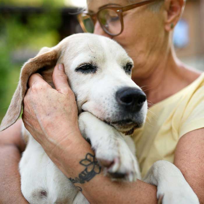 An old white dog being hugged by its owner