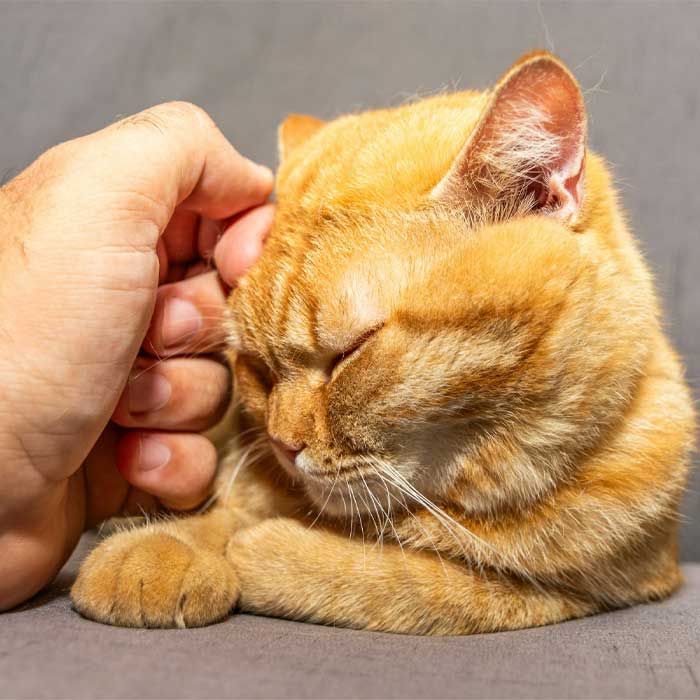 An orange cat is being pet